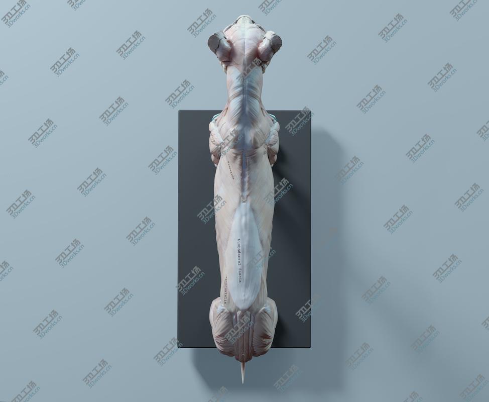 images/goods_img/2021040232/3D Lion Anatomy/4.jpg